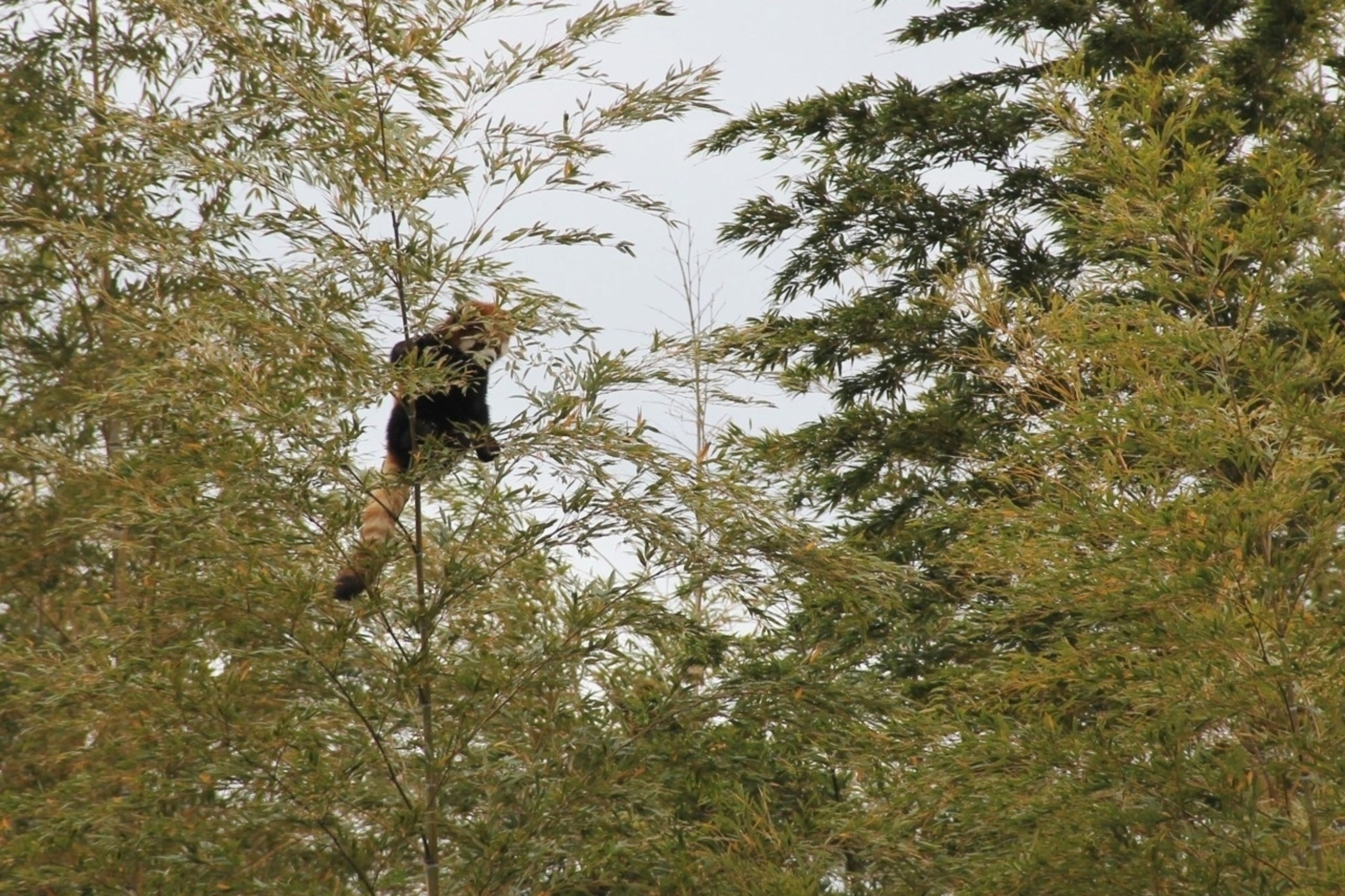 2025/07/23注文分(*」´□`)」f.pandaさんの専用だよー！ Japan zoo recovers missing red panda after frantic search